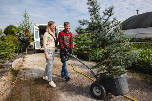 The Steps Involved in Our Tree Care Process in Moosic, PA